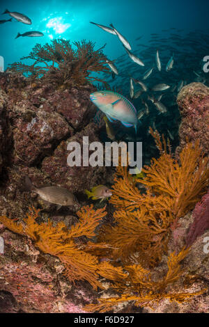 Bluechin Papageienfisch im Korallenriff, Scarus Ghobban, La Paz, Baja California Sur, Mexiko Stockfoto