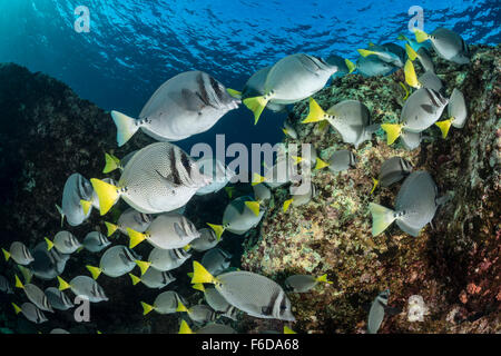 Der Gelbschwanz Doktorfisch, flachem Prionurus Punctatus, La Paz, Baja California Sur, Mexiko Stockfoto