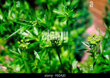 KRÄUTER-DILL Stockfoto