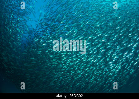 Fischschwarm von Bigeye Scad Selar Crumenophthalmus, La Paz, Baja California Sur, Mexiko Stockfoto