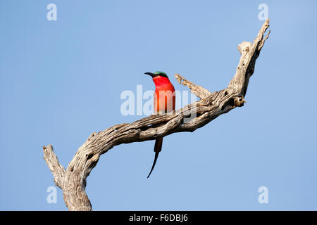 Südlichen Carmine Bienenfresser ist ein Reich karminrot gefärbt, auffällig Vogel mit der Krone und Unterschwanzdecken Coverts blau. Stockfoto
