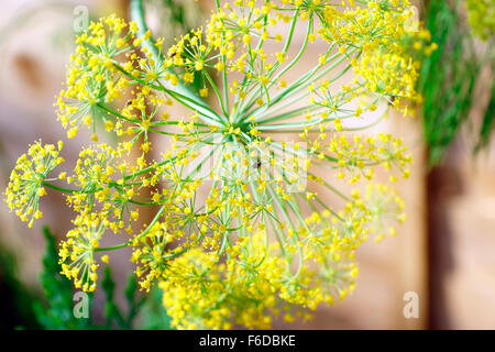 DILL MIT BUG Stockfoto