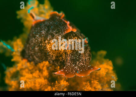 Fluoreszierende gemeinsamen Meer Hasen, Aplysia Trommler, Piran, Slowenien Stockfoto