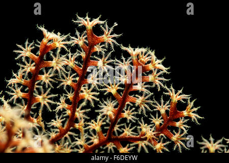 Nahaufnahme von Koralle Polypen, Acropora, Alor, Indonesien Stockfoto