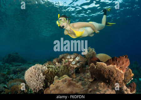 Schnorcheln über Coral Reef, Alor, Indonesien Stockfoto