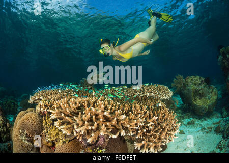 Schnorcheln über Coral Reef, Alor, Indonesien Stockfoto