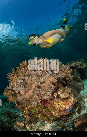 Schnorcheln über Coral Reef, Alor, Indonesien Stockfoto