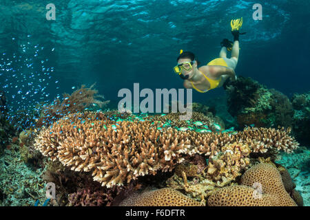 Schnorcheln über Coral Reef, Alor, Indonesien Stockfoto