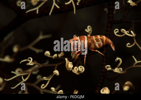 Nahaufnahme von Basketstar Garnelen, Periclimenes Lanipes, Alor, Indonesien Stockfoto