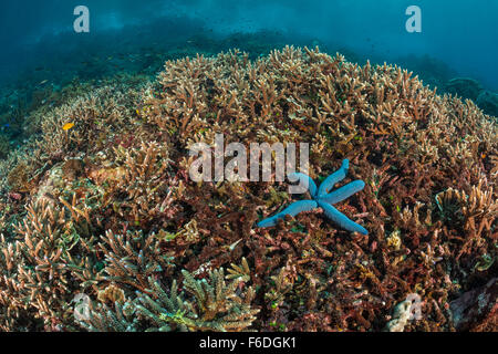 Steinkorallen am Riffdach, Acropora SP., Alor, Indonesien Stockfoto