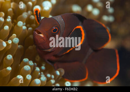Spinecheek Clownfish, Premnas Biaculeatus, Alor, Indonesien Stockfoto