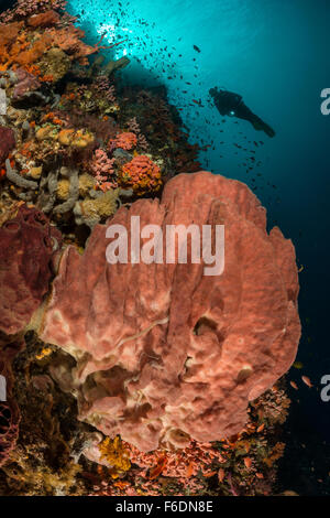 Fass, Schwamm und Taucher, Xestospongia Testudinaria, Alor, Indonesien Stockfoto