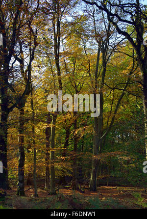 Herbstfarben in Buche Wald, Forest of Dean Stockfoto