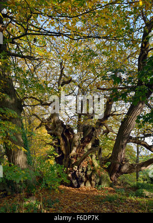 Tortworth Kastanie - Castanea Sativa über 800 Jahre alt bestimmt einer der fünfzig große britische Bäume Stockfoto