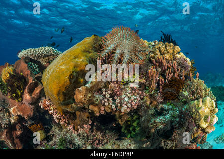 Dornenkronen Seestern, Acanthaster Planci, Alor, Indonesien Stockfoto