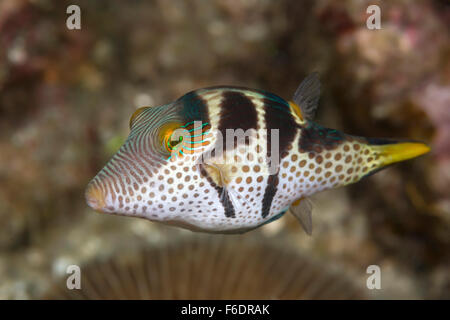 Scharfnasenhai Kugelfisch Canthigaster Valentini, Alor, Indonesien Stockfoto