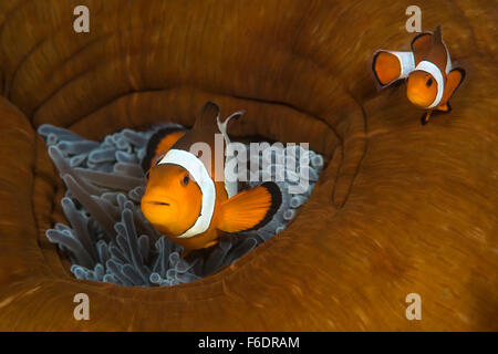 Clown Anemonenfischen Amphiprion Ocellaris, Alor, Indonesien Stockfoto