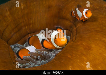 Clown Anemonenfischen Amphiprion Ocellaris, Alor, Indonesien Stockfoto