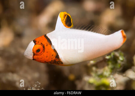 Juvenile Bicolor Papageienfisch, Cetoscarus bicolor, Alor, Indonesien Stockfoto