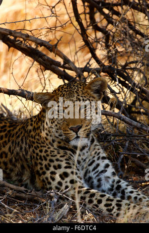 Afrikanischer Leopard kühlen im Schatten an einem heißen afrikanischen Tag streckte Stockfoto