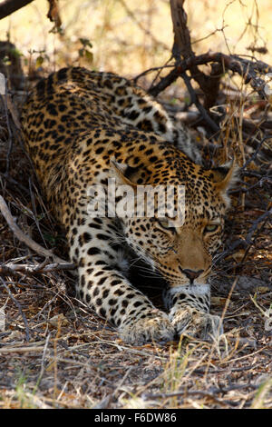 Afrikanischer Leopard kühlen im Schatten an einem heißen afrikanischen Tag streckte Stockfoto