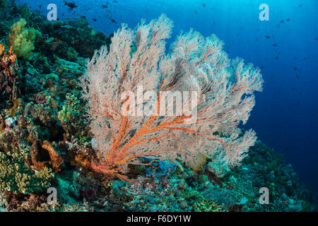 Bunte Korallenriff, Melithaea SP., Komodo, Indonesien Stockfoto