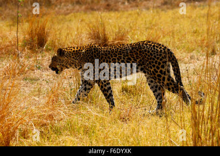 Afrikanischer Leopard kühlen im Schatten an einem heißen afrikanischen Tag streckte Stockfoto