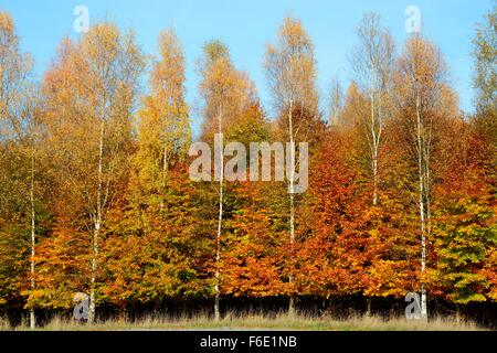 Buche (Fagus SP.) und Birken (Betula SP.), Waldrand, Herbstfarben, Snogeholm, Scania, Schweden Stockfoto