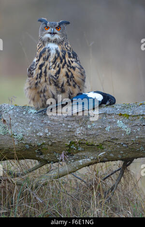 Eurasische Adler-Eule (Bubo Bubo), erwachsenes Weibchen mit Beute, eurasische Elster (Pica Pica), Šumava Nationalpark Sumava Stockfoto