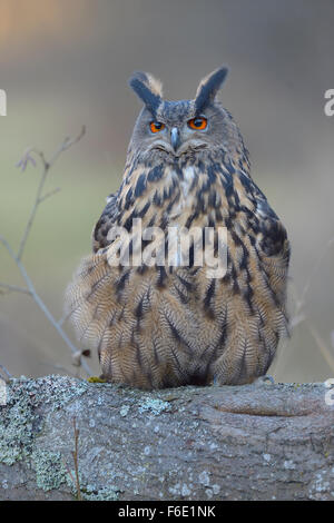 Eurasische Adler-Eule (Bubo Bubo), erwachsenes Weibchen gehockt Log, Nationalpark Sumava, Böhmen, Tschechische Republik Stockfoto