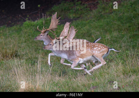 Damhirsch (Dama Dama), Böcke auf der Flucht, Seeland, Dänemark Stockfoto