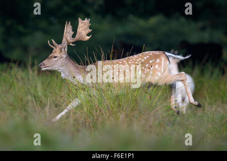 Damhirsch (Dama Dama), buck auf der Flucht, Seeland, Dänemark Stockfoto