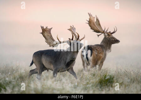 Damhirsch (Dama Dama) Böcke, Nebel, Morgenlicht, Seeland, Dänemark Stockfoto