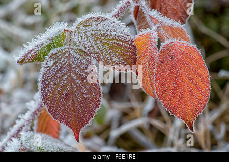 Herbstliche Brombeerblätter (Rubus Sectio Rubus) bedeckt mit Raureif, Böhmerwald, Tschechien Stockfoto