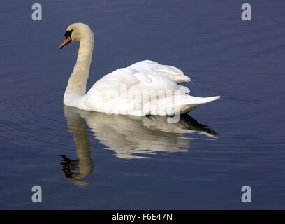 Schwan Stockfoto