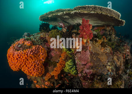 Bunte Korallenriff, Tubastrea Faulkneri, Komodo, Indonesien Stockfoto