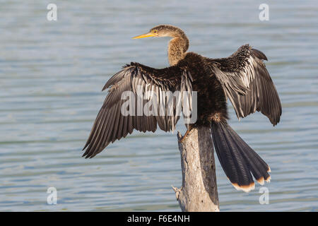 Anhinga (Anhinga Anhinga) trocknen seine Flügel, Florida, Everglades, USA Stockfoto