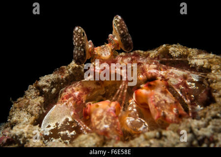 Durchbohren Fangschreckenkrebse, Lysiosquillina Maculata, Komodo, Indonesien Stockfoto