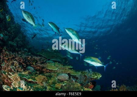 Bluefin Trevally, Caranx Melampygus, Komodo, Indonesien Stockfoto