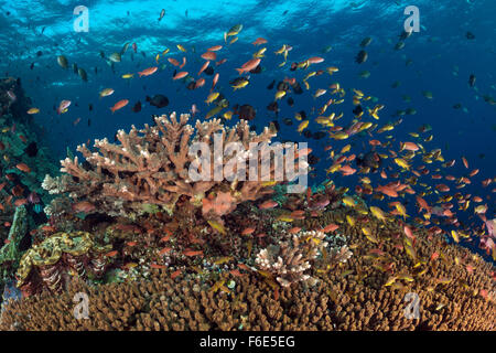 Rote Wangen Anthias über Coral Reef, Pseudanthias Huchtii, Komodo, Indonesien Stockfoto