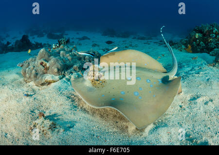 Blau-spotted Stingray, Dasyatis Kuhlii, Komodo, Indonesien Stockfoto