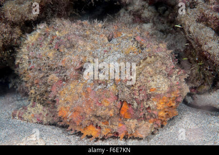 Steinfische, Synanceia verzweigt, Sumbawa, Indonesien Stockfoto