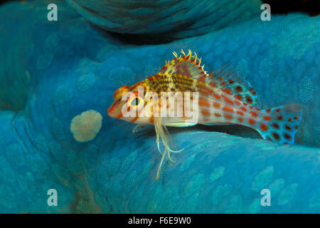 Zwerg-Hawkfish auf blaue Seesterne, Cirrhitichthys Falco, Flores, Indonesien Stockfoto