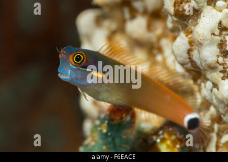 Tailspot Combtooth Blenny, Ecsenius Stigmatura, Misool, Raja Ampat, Indonesien Stockfoto