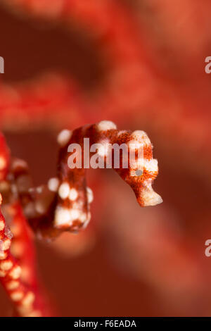 Denise Pygmäen Seepferdchen, Hippocampus Denise, Misool, Raja Ampat, Indonesien Stockfoto