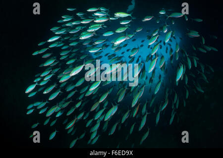 Fischschwarm Mosaik Fusiliers, Pterocaesio Tesselata, Misool, Raja Ampat, Indonesien Stockfoto