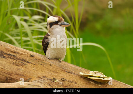 Lachende Kookaburra (Dacelo Novaeguineae), South Australia. Stockfoto