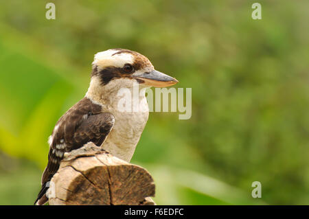 Lachende Kookaburra (Dacelo Novaeguineae), South Australia. Stockfoto