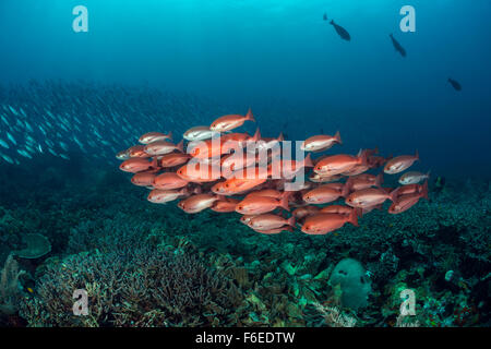 Fischschwarm von schlanken Pinjalo Pinjalo Lewisi, Waigeo, Raja Ampat, Indonesien Stockfoto