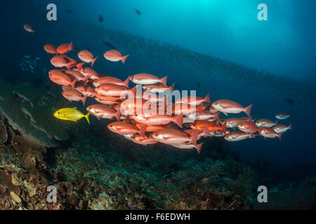 Fischschwarm von schlanken Pinjalo Pinjalo Lewisi, Waigeo, Raja Ampat, Indonesien Stockfoto